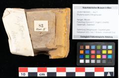 Foto (Objekt + Etikett) von Acer integrilobum Weber sensu Walther (NHMW-GEO-2024-0188-0083)
